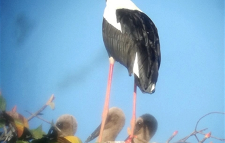 Black-nest stork with three chicks in Kulen Promtep WS